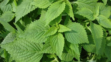 Bài thuốc trị bệnh từ dược liệu kinh giới